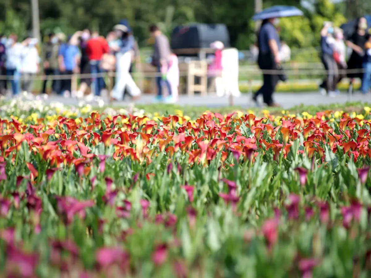 IG瘋打卡！北中南10大仙氣花海：彩色海芋田、萬坪紫藤園、繡球步道