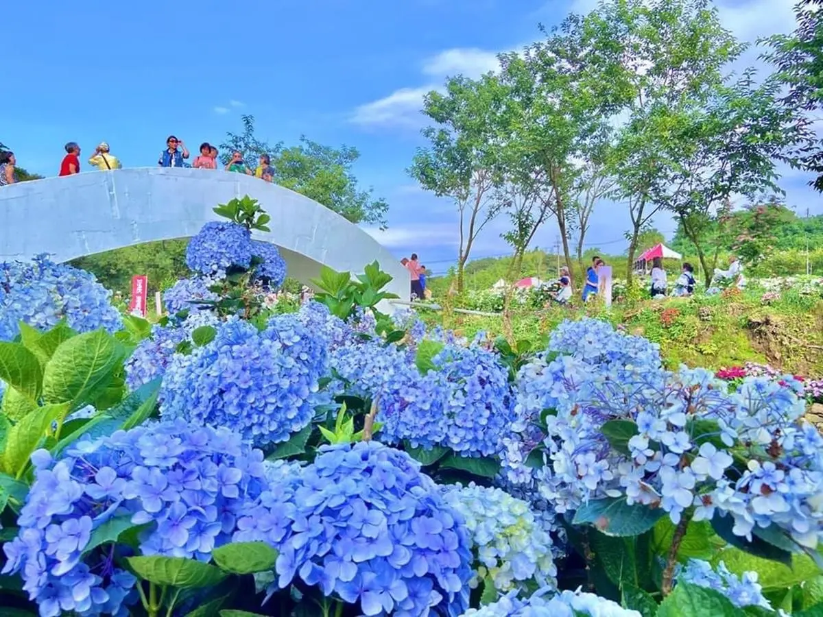 IG瘋打卡！北中南10大仙氣花海：彩色海芋田、萬坪紫藤園、繡球步道