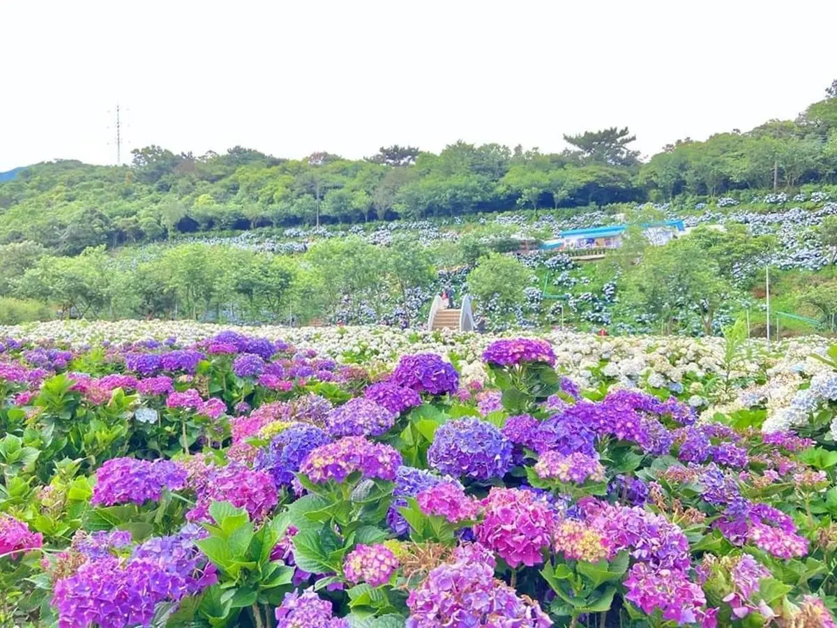 IG瘋打卡！北中南10大仙氣花海：彩色海芋田、萬坪紫藤園、繡球步道