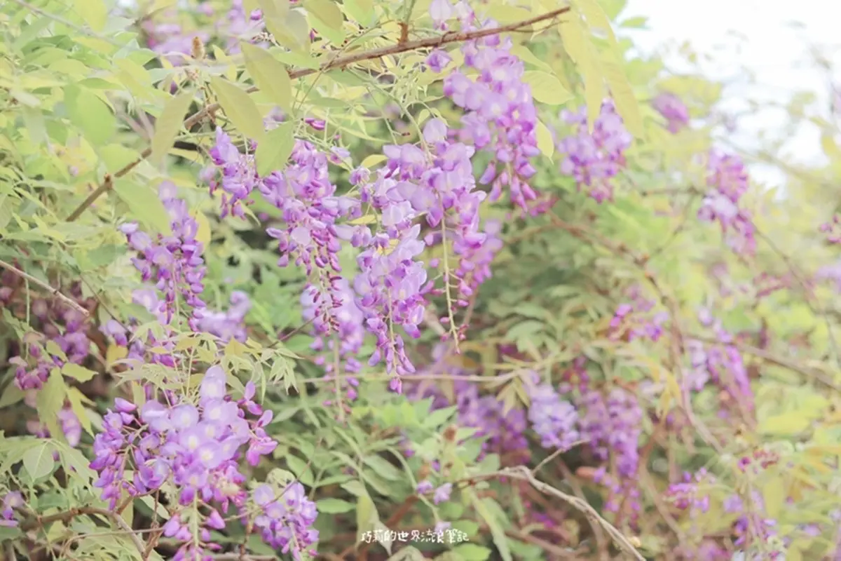 IG瘋打卡！北中南10大仙氣花海：彩色海芋田、萬坪紫藤園、繡球步道