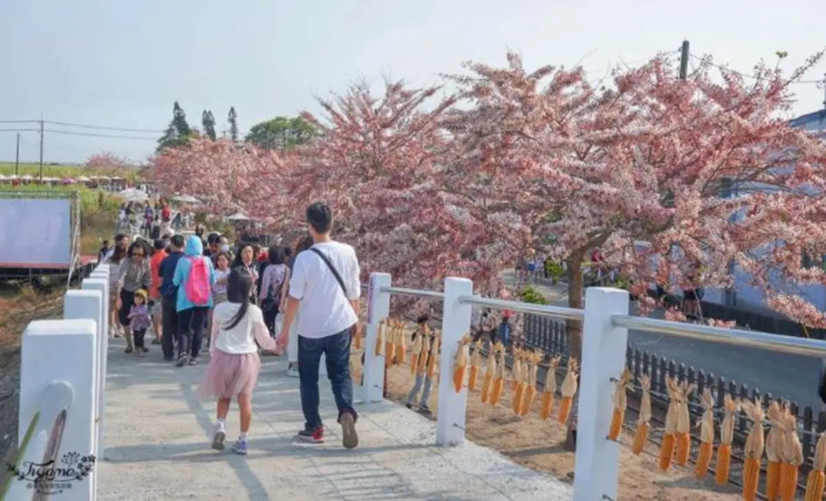 台南夢幻粉紅步道!成排花旗木+鐵道超美拍,還能順遊胡麻迷宮、波斯菊花田 台南夢幻粉紅步道!成排花旗木+鐵道超美拍,還能順遊胡麻迷宮、波斯菊花田