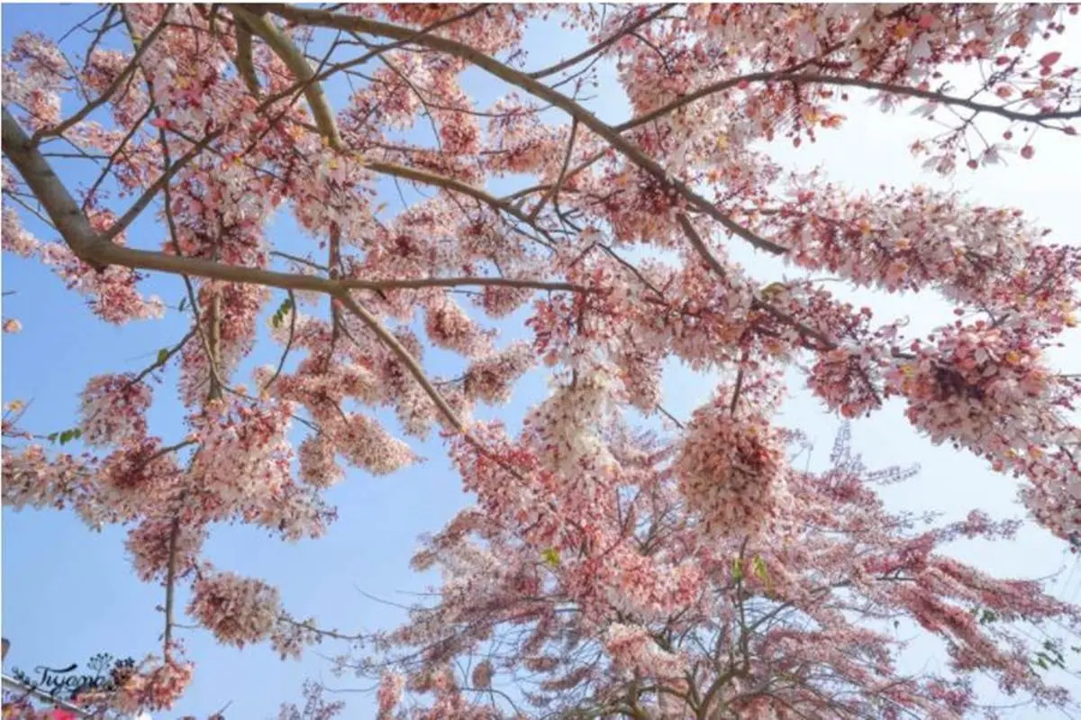 台南夢幻粉紅步道!成排花旗木+鐵道超美拍,還能順遊胡麻迷宮、波斯菊花田 台南夢幻粉紅步道!成排花旗木+鐵道超美拍,還能順遊胡麻迷宮、波斯菊花田