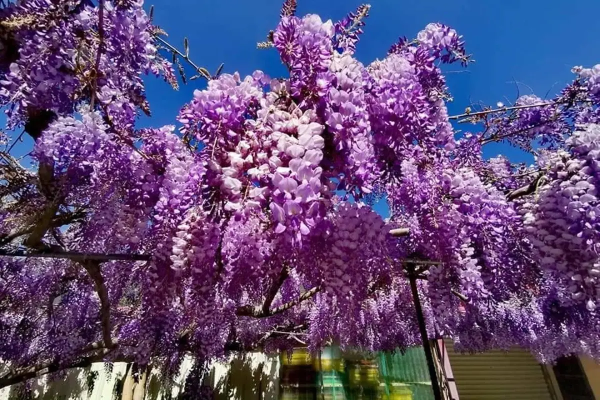 「紫藤花瀑」夢幻爆棚!台中紫藤花爆開一路到4月中旬,4大賞花地點+蘋果屋一次看 「紫藤花瀑」夢幻爆棚!台中紫藤花爆開一路到4月中旬,4大賞花地點+蘋果屋一次看
