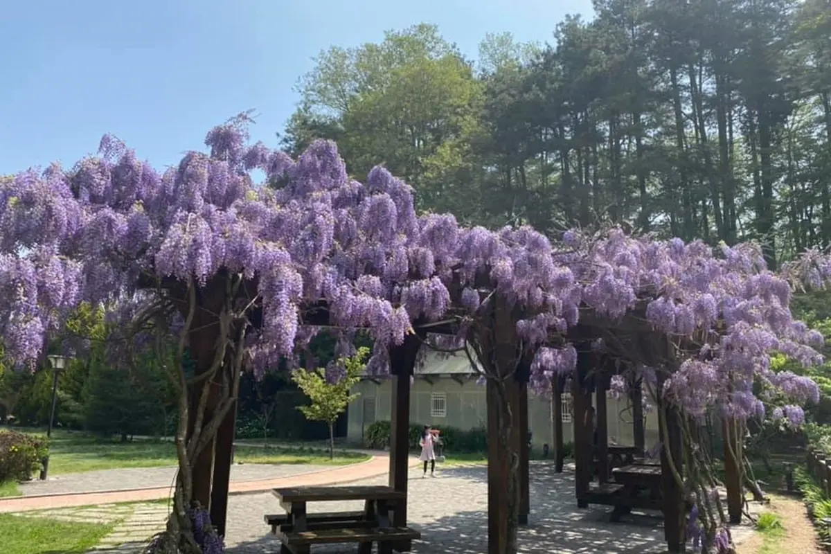 「紫藤花瀑」夢幻爆棚!台中紫藤花爆開一路到4月中旬,4大賞花地點+蘋果屋一次看 「紫藤花瀑」夢幻爆棚!台中紫藤花爆開一路到4月中旬,4大賞花地點+蘋果屋一次看