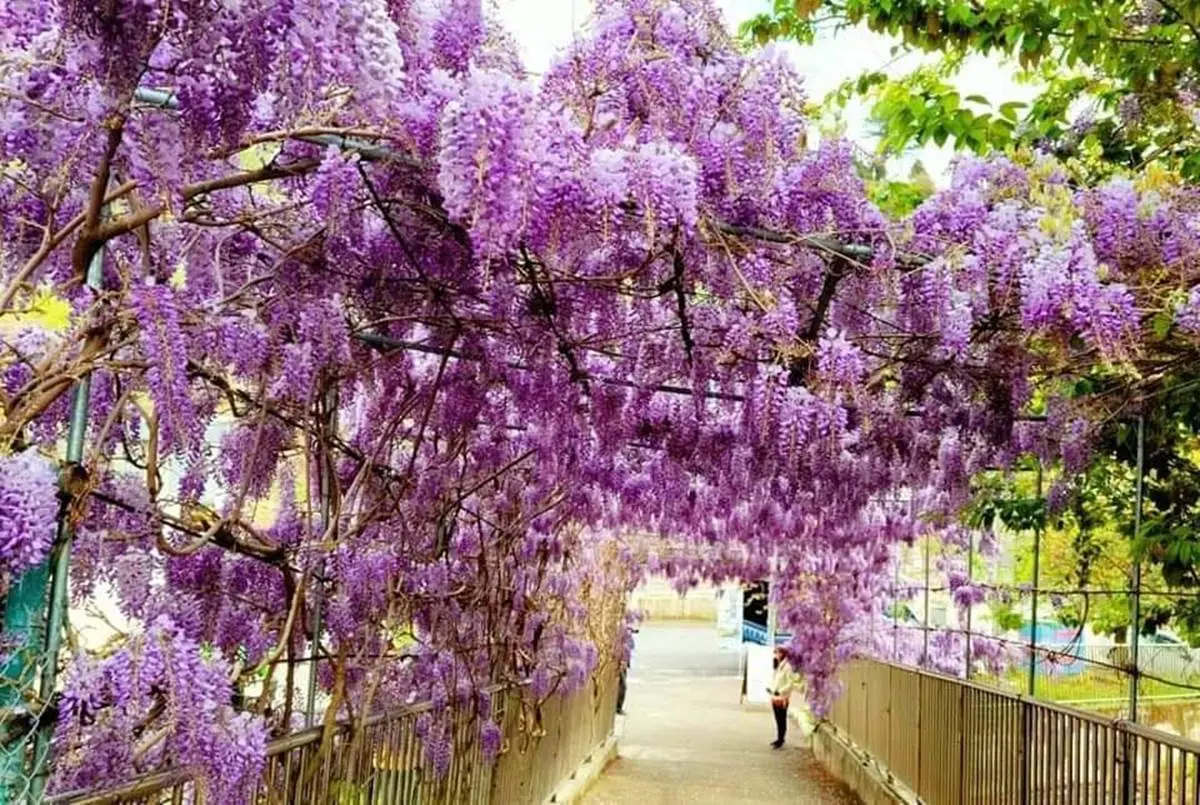 IG瘋打卡！北中南10大仙氣花海：彩色海芋田、萬坪紫藤園、繡球步道