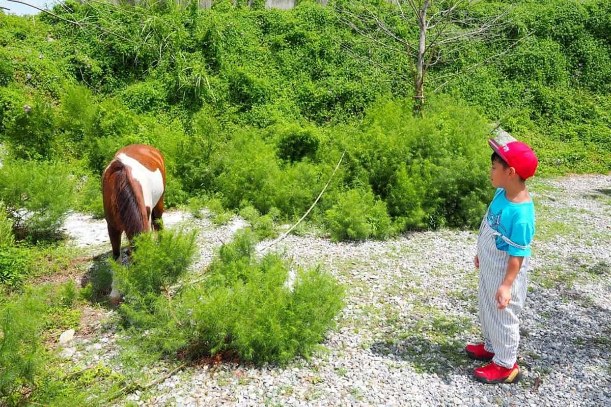 IG瘋打卡!花蓮「夢幻天空階梯」彷彿能上雲端,粉嫩系貨櫃屋、鳥籠鞦韆也超美拍 IG瘋打卡!花蓮「夢幻天空階梯」彷彿能上雲端,粉嫩系貨櫃屋、鳥籠鞦韆也超美拍