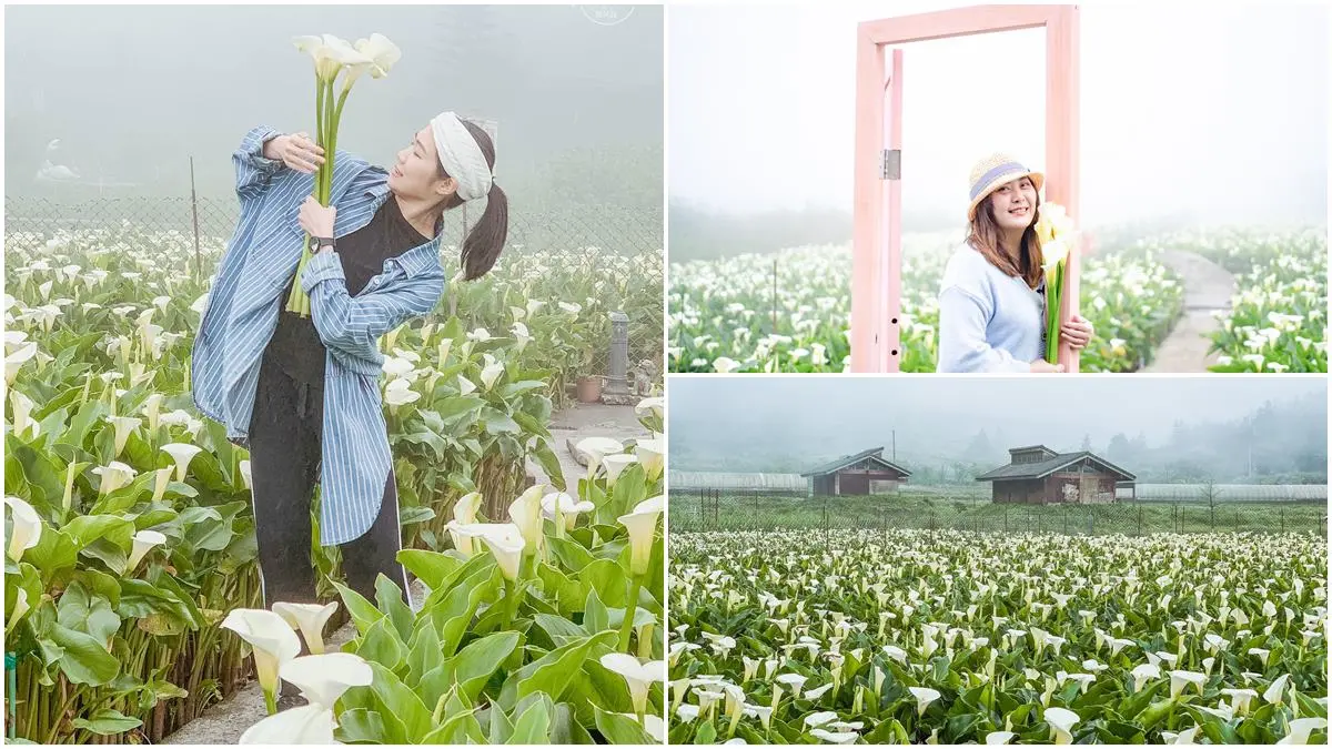 美拍陽明山海芋花海！純白色系超夢幻，「粉紅木門」IG必打卡