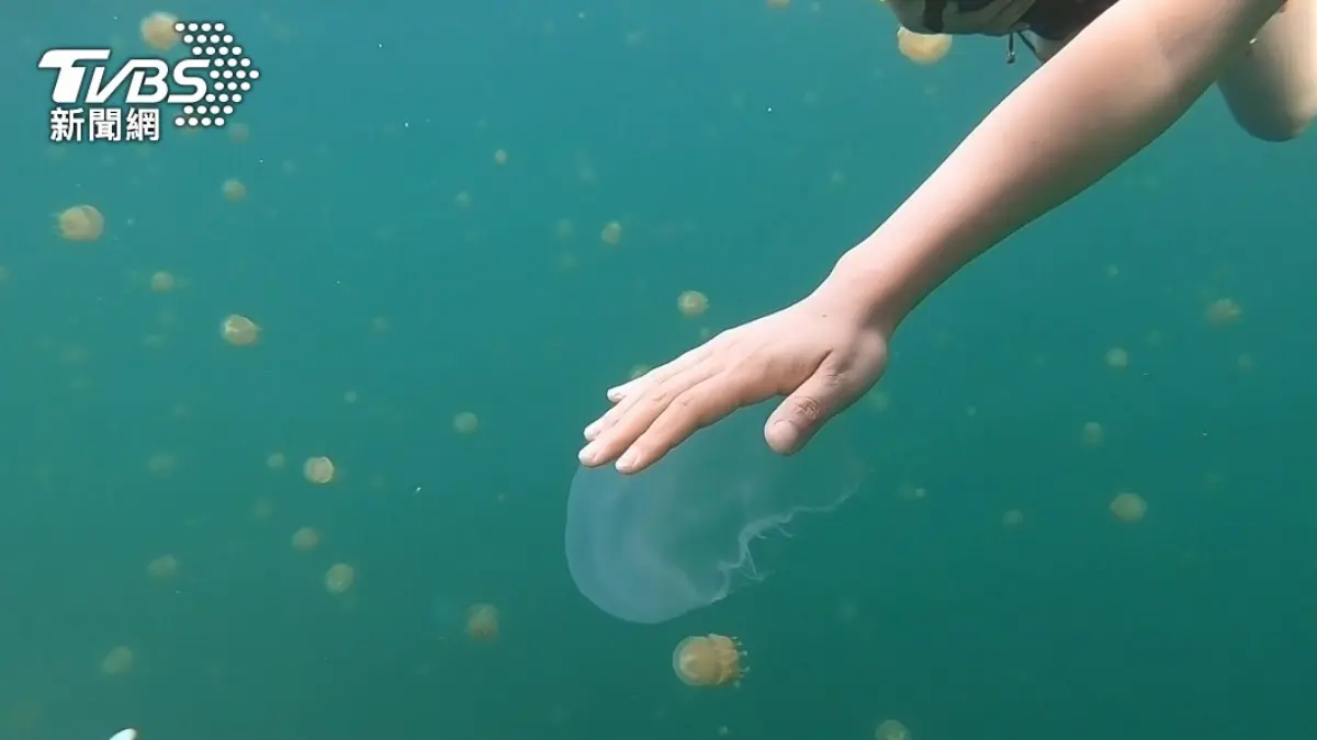 與水母、七彩魚共舞！帛琉３天２夜必朝聖６大景點：牛奶湖、水母湖、干貝城