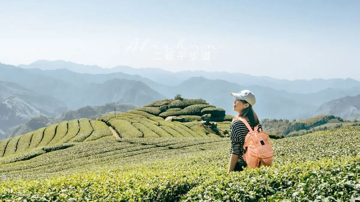 阿里山超Chill祕境！１公里親山步道可賞雲瀑、走竹林，還能拍最美茶園