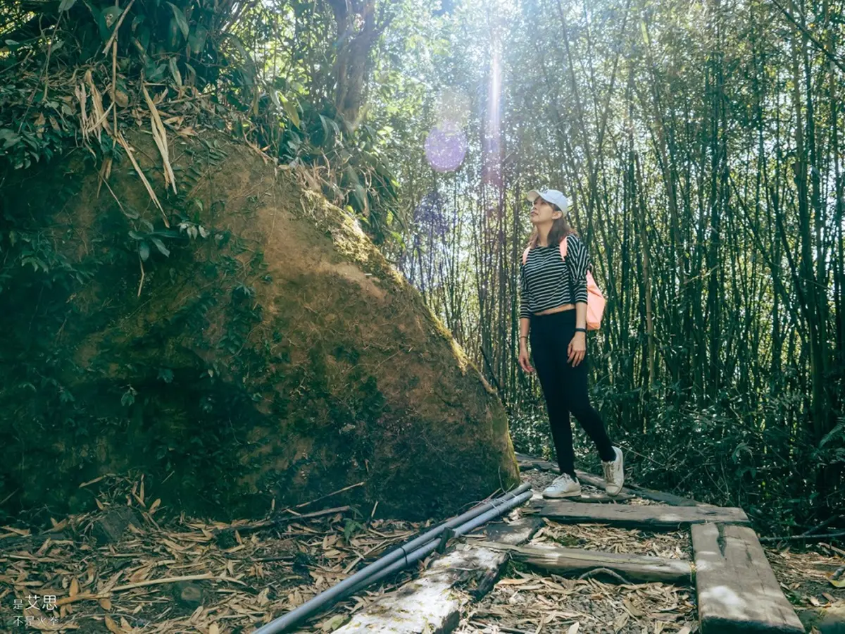 阿里山超Chill祕境！１公里親山步道可賞雲瀑、走竹林，還能拍最美茶園