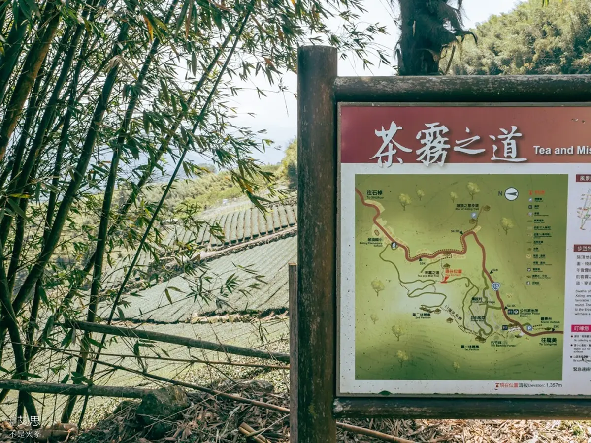 阿里山超Chill祕境！１公里親山步道可賞雲瀑、走竹林，還能拍最美茶園