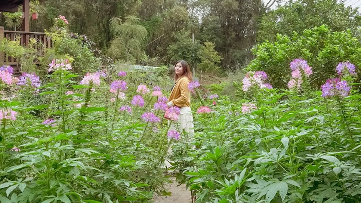 免費賞花點+1！小木屋前美拍「蝶舞花海」好夢幻，小綠龍造型植栽也可愛