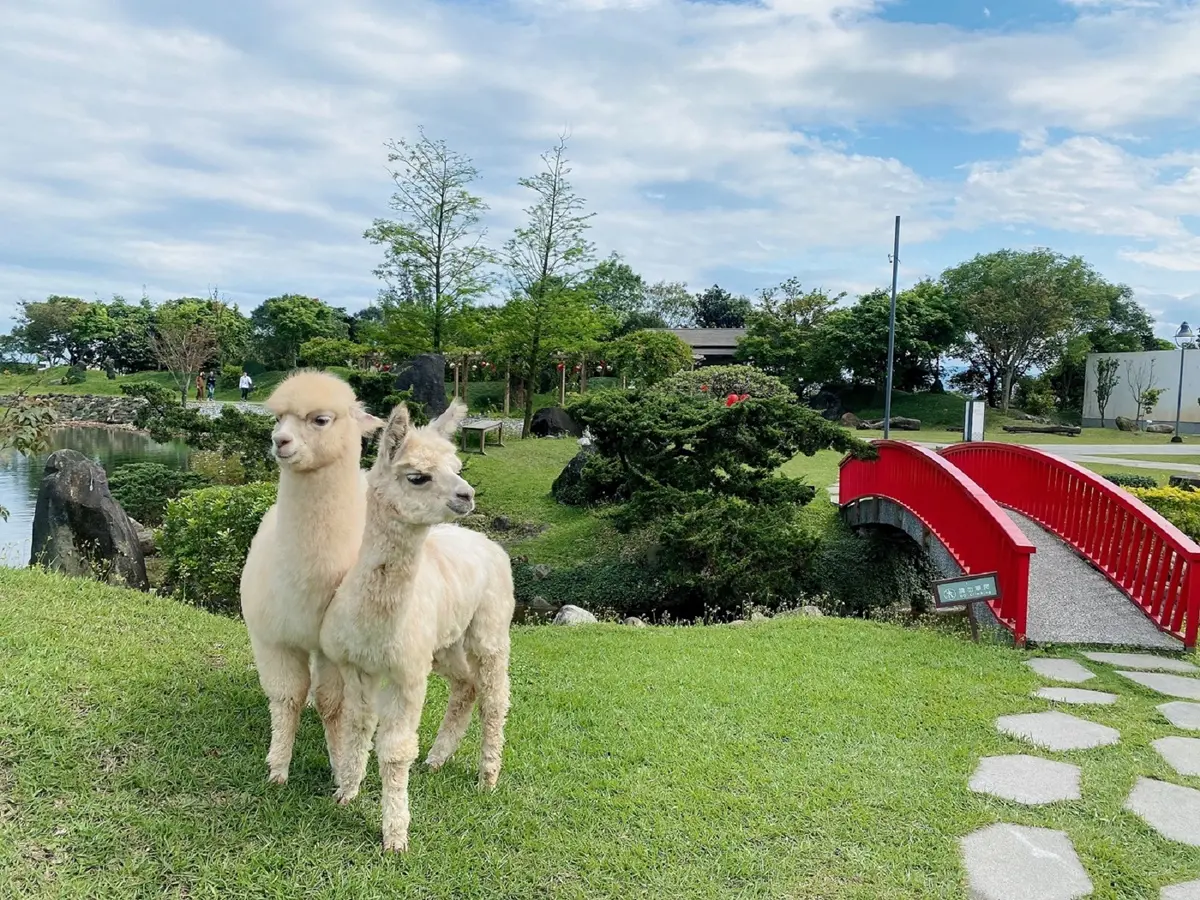 全台唯一免預約「動物體驗飯店」！羊駝、水豚和狐獴都有，還能扮炭治郎、爽泡日式湯泉