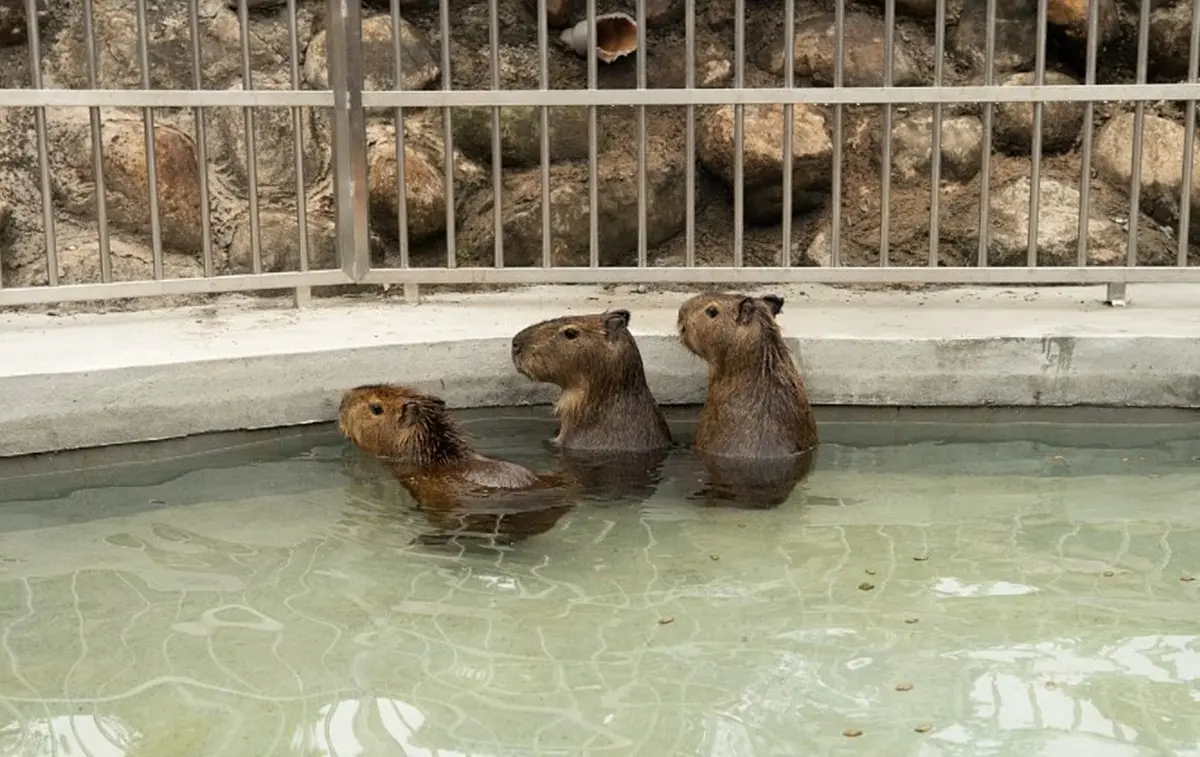 全台唯一免預約「動物體驗飯店」！羊駝、水豚和狐獴都有，還能扮炭治郎、爽泡日式湯泉