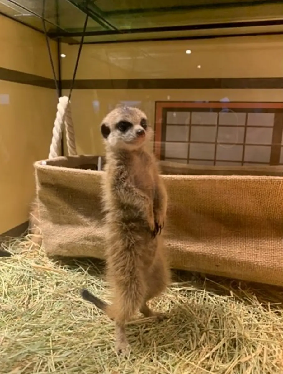 全台唯一免預約「動物體驗飯店」！羊駝、水豚和狐獴都有，還能扮炭治郎、爽泡日式湯泉
