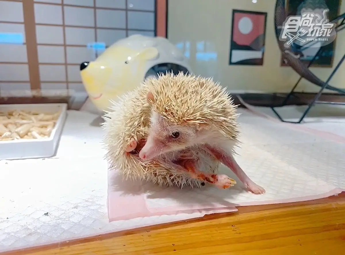 全台唯一免預約「動物體驗飯店」！羊駝、水豚和狐獴都有，還能扮炭治郎、爽泡日式湯泉