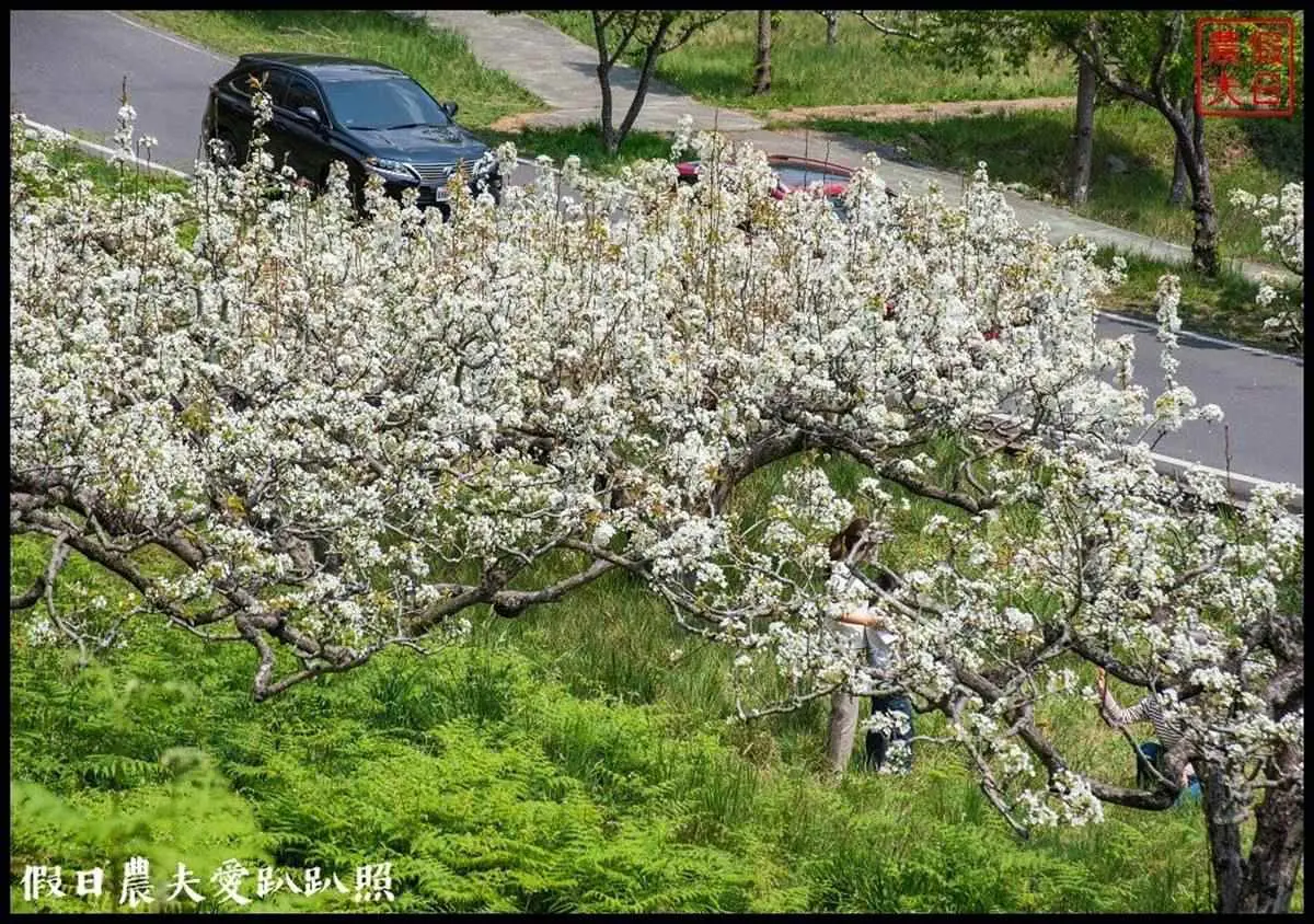 夢幻白藤花也開了！武陵農場「爆棚紫藤」、稀奇蘋果花一次追，還能夜拍絕美星軌