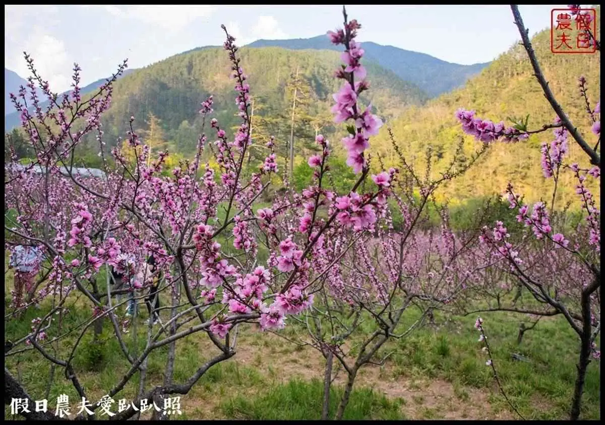 夢幻白藤花也開了！武陵農場「爆棚紫藤」、稀奇蘋果花一次追，還能夜拍絕美星軌