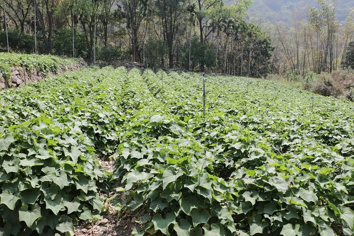 高雄那瑪夏親子遊！原住民「部落渡假村」體驗竹筒飯、愛玉DIY，還能放鬆雙腳泡野溪