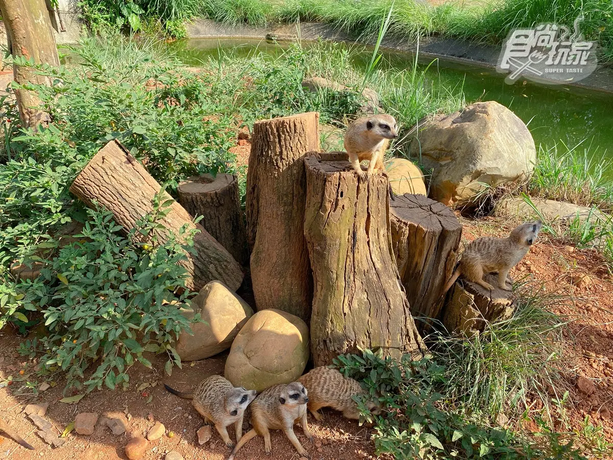 全台唯一「水豚主題房」!窗邊看水豚泡湯、免費餵食打卡,每人1500元住動物園飯店 全台唯一「水豚主題房」!窗邊看水豚泡湯、免費餵食打卡,每人1500元住動物園飯店