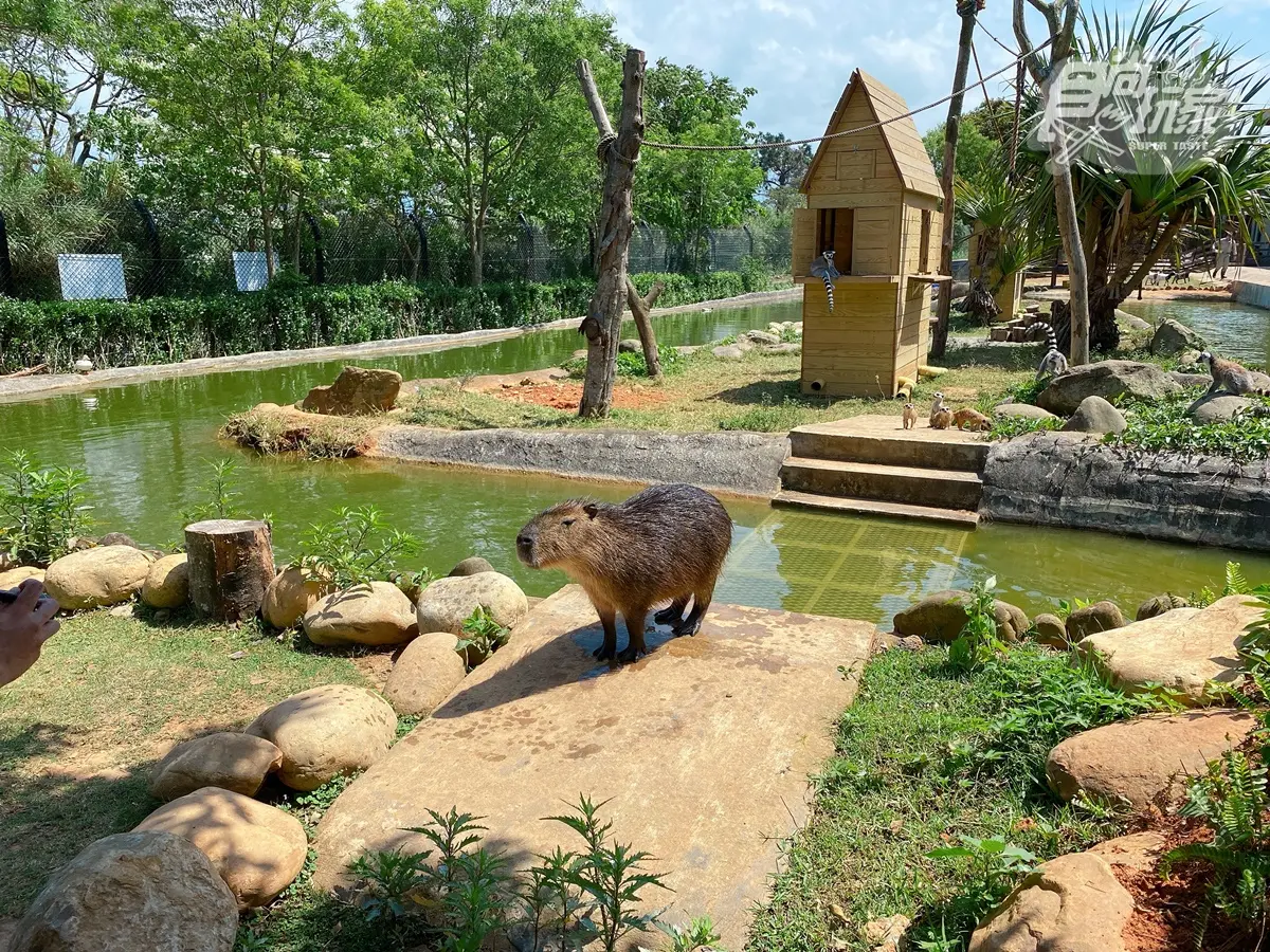 全台唯一「水豚主題房」!窗邊看水豚泡湯、免費餵食打卡,每人1500元住動物園飯店 全台唯一「水豚主題房」!窗邊看水豚泡湯、免費餵食打卡,每人1500元住動物園飯店