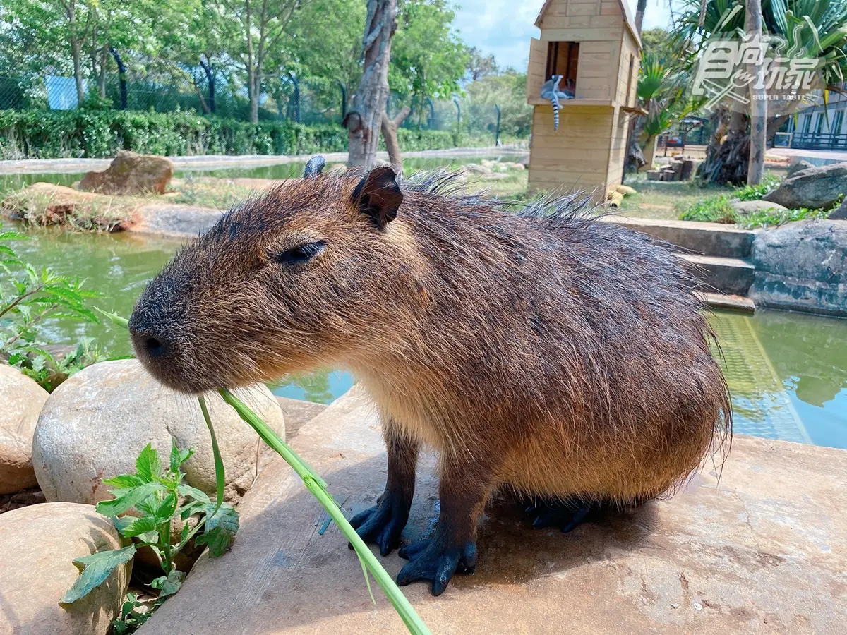 全台唯一「水豚主題房」!窗邊看水豚泡湯、免費餵食打卡,每人1500元住動物園飯店 全台唯一「水豚主題房」!窗邊看水豚泡湯、免費餵食打卡,每人1500元住動物園飯店