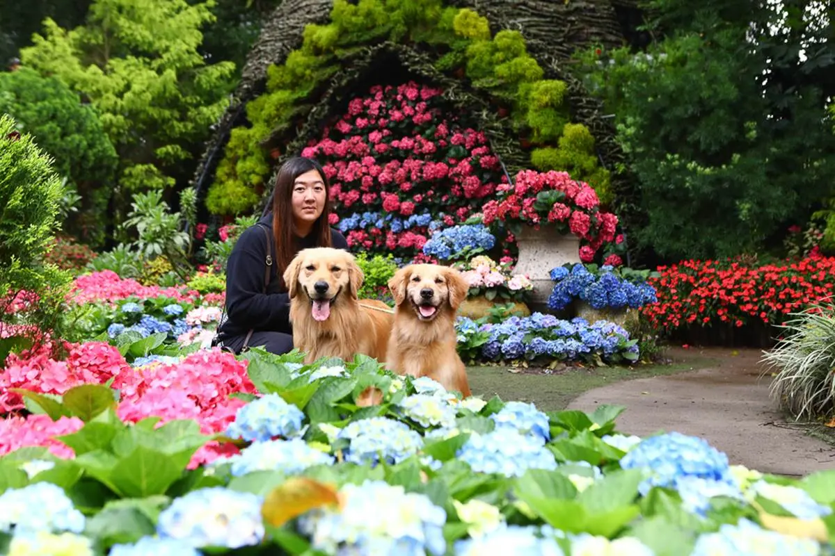 美到犯規!苗栗超繽紛繡球花園「毛小孩」也能來,打卡3D鏡中花、湖畔享玫瑰全餐 美到犯規!苗栗超繽紛繡球花園「毛小孩」也能來,打卡3D鏡中花、湖畔享玫瑰全餐