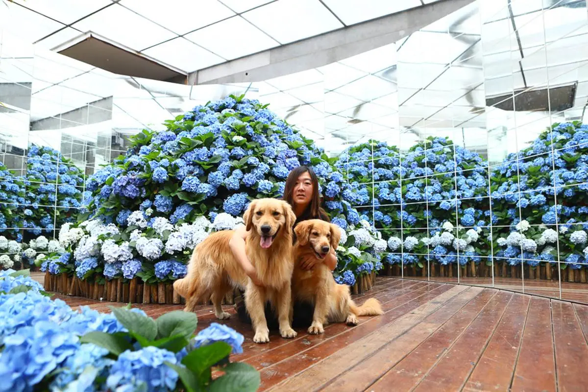 美到犯規!苗栗超繽紛繡球花園「毛小孩」也能來,打卡3D鏡中花、湖畔享玫瑰全餐 美到犯規!苗栗超繽紛繡球花園「毛小孩」也能來,打卡3D鏡中花、湖畔享玫瑰全餐