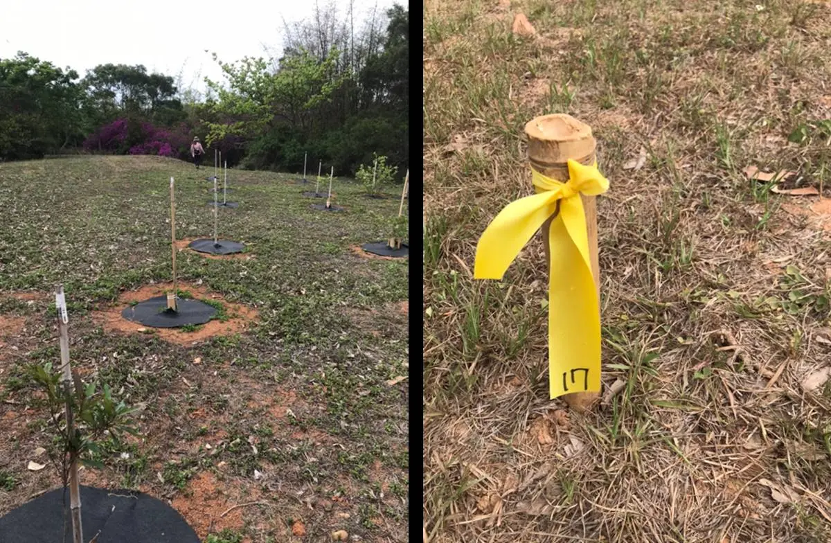 踏青好去處！台中都會公園美景再加碼，28種大肚山原生樹5/15入住
