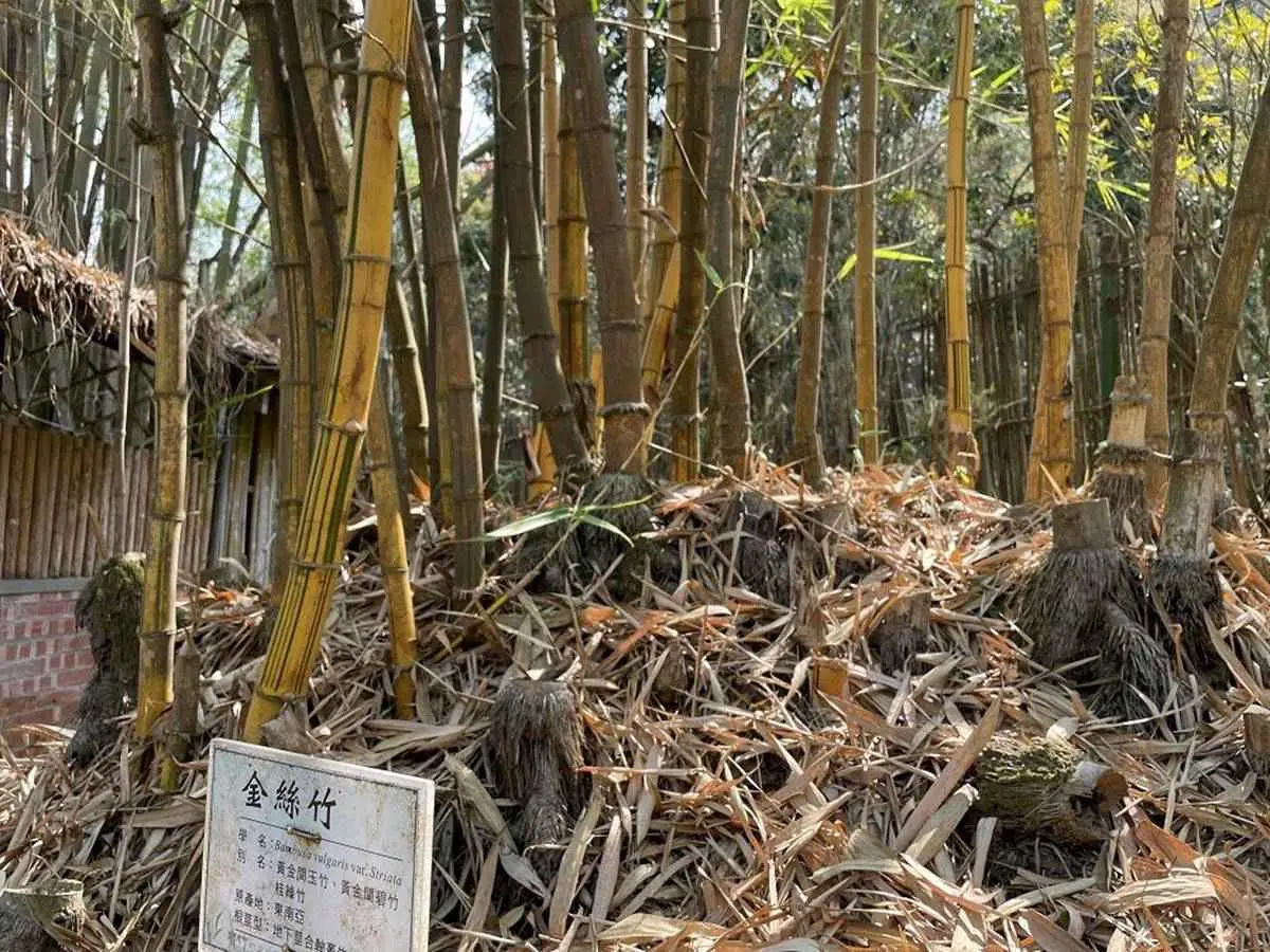 騎竹鐵馬、嗑竹筒飯套餐！來南投民宿住一晚能賞120種竹，連地板都飄竹蓆香