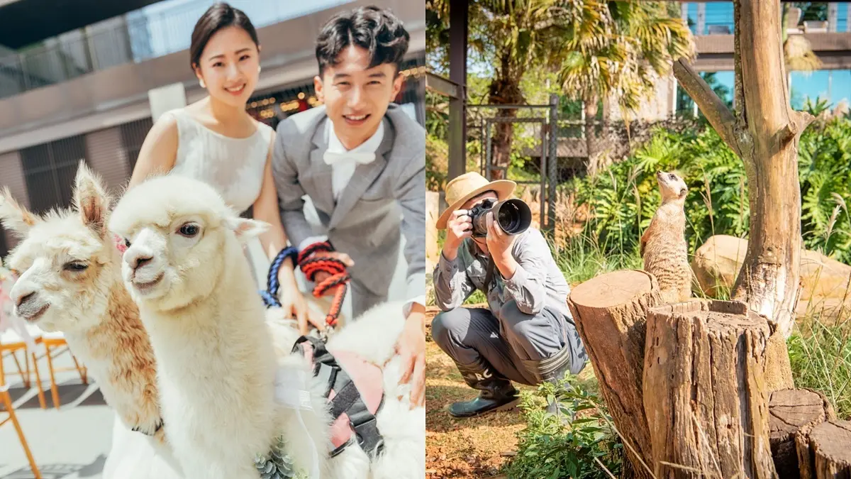 動物控注意！２大旅宿免費互動水豚君、羊駝和狐獴，IG好友滿千人可報名「免費入住」