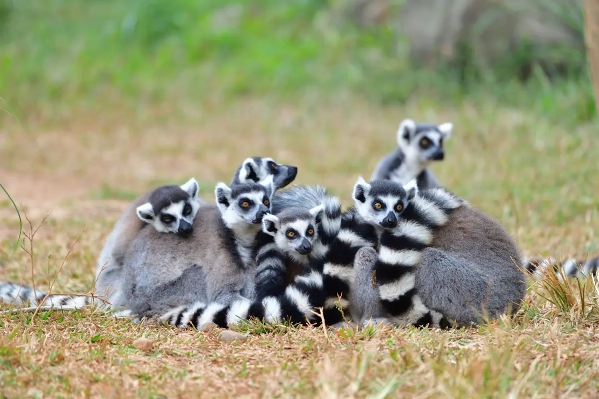 動物控注意!2大旅宿免費互動水豚君、羊駝和狐獴,IG好友滿千人可報名「免費入住」 動物控注意!2大旅宿免費互動水豚君、羊駝和狐獴,IG好友滿千人可報名「免費入住」
