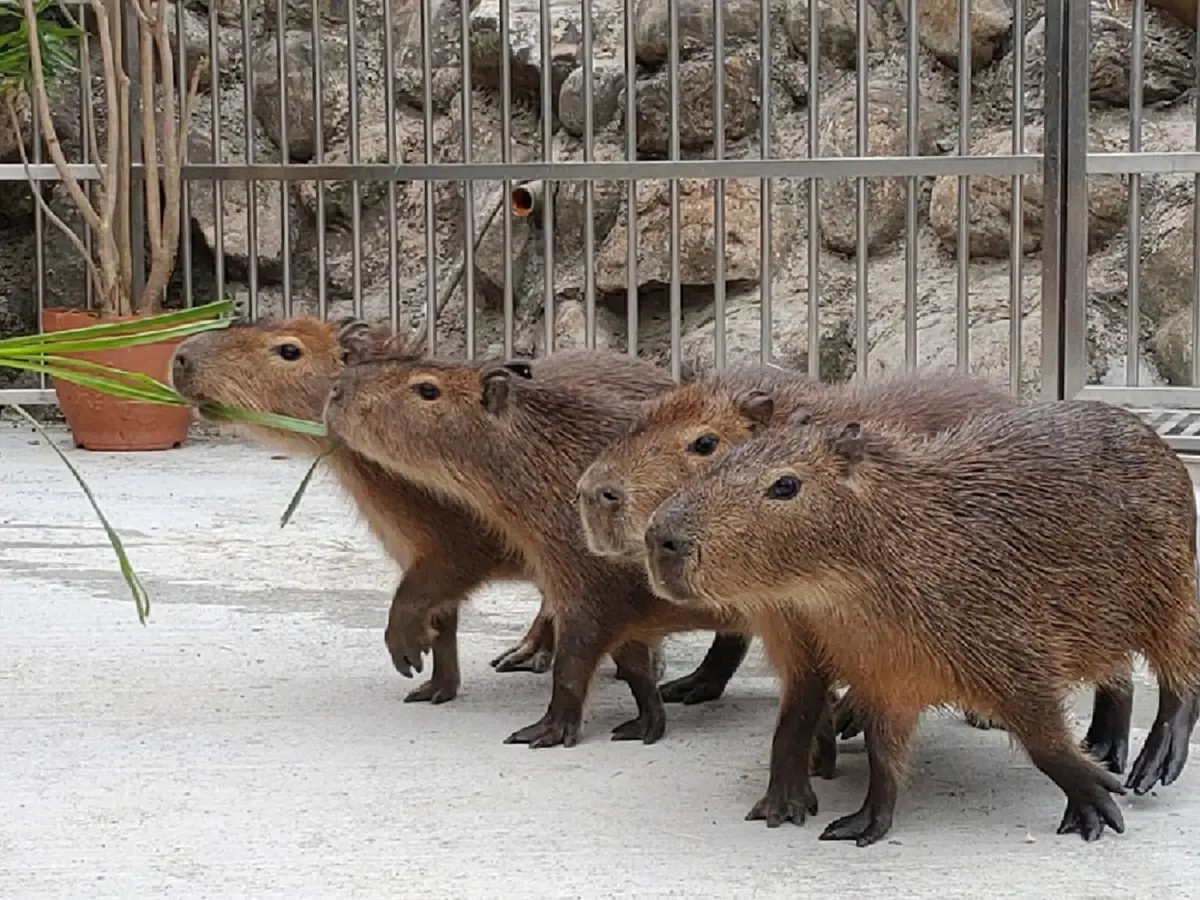動物控注意!2大旅宿免費互動水豚君、羊駝和狐獴,IG好友滿千人可報名「免費入住」 動物控注意!2大旅宿免費互動水豚君、羊駝和狐獴,IG好友滿千人可報名「免費入住」