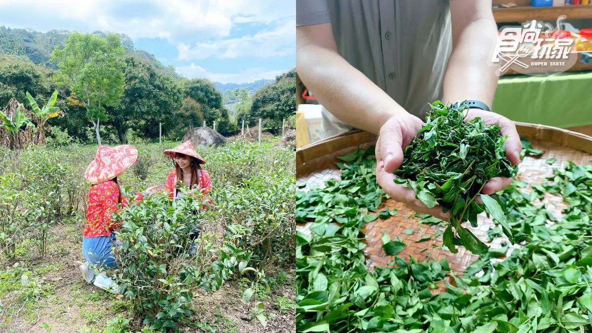 玩到不想回家!南投3大親子體驗行程:DIY巧克力棒棒糖、體驗採茶、採茭白筍 玩到不想回家!南投3大親子體驗行程:DIY巧克力棒棒糖、體驗採茶、採茭白筍