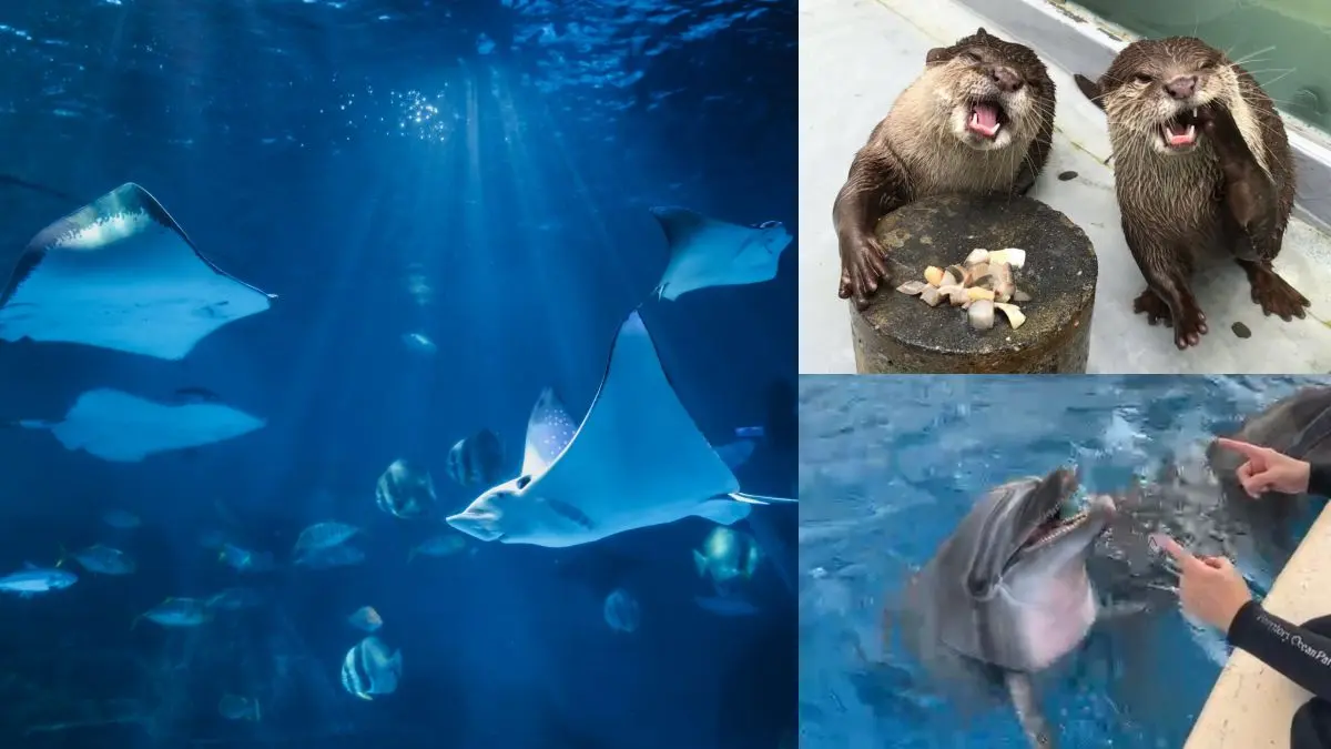 端午不出門！遠雄海洋公園推「線上樂園」登場，海獅、海豚、水獺擔當主播