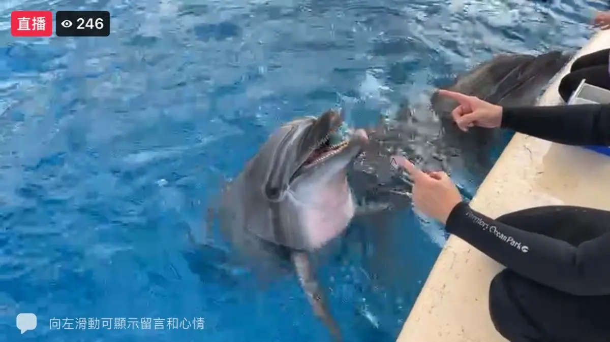 端午不出門！遠雄海洋公園推「線上樂園」登場，海獅、海豚、水獺擔當主播