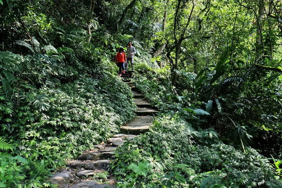 消暑祕境再+1!20分鐘「叢林步道」可賞瀑布、蕨類生態,還能走「輪胎小道」看美景 消暑祕境再+1!20分鐘「叢林步道」可賞瀑布、蕨類生態,還能走「輪胎小道」看美景