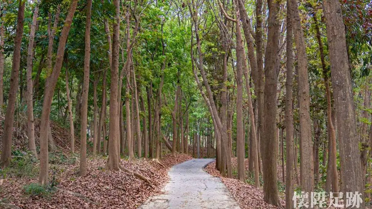 免上山遊森林！超好走「綠色隧道」賞百年巨型榕樹，還有鐵道迷必朝聖「火車祕境」