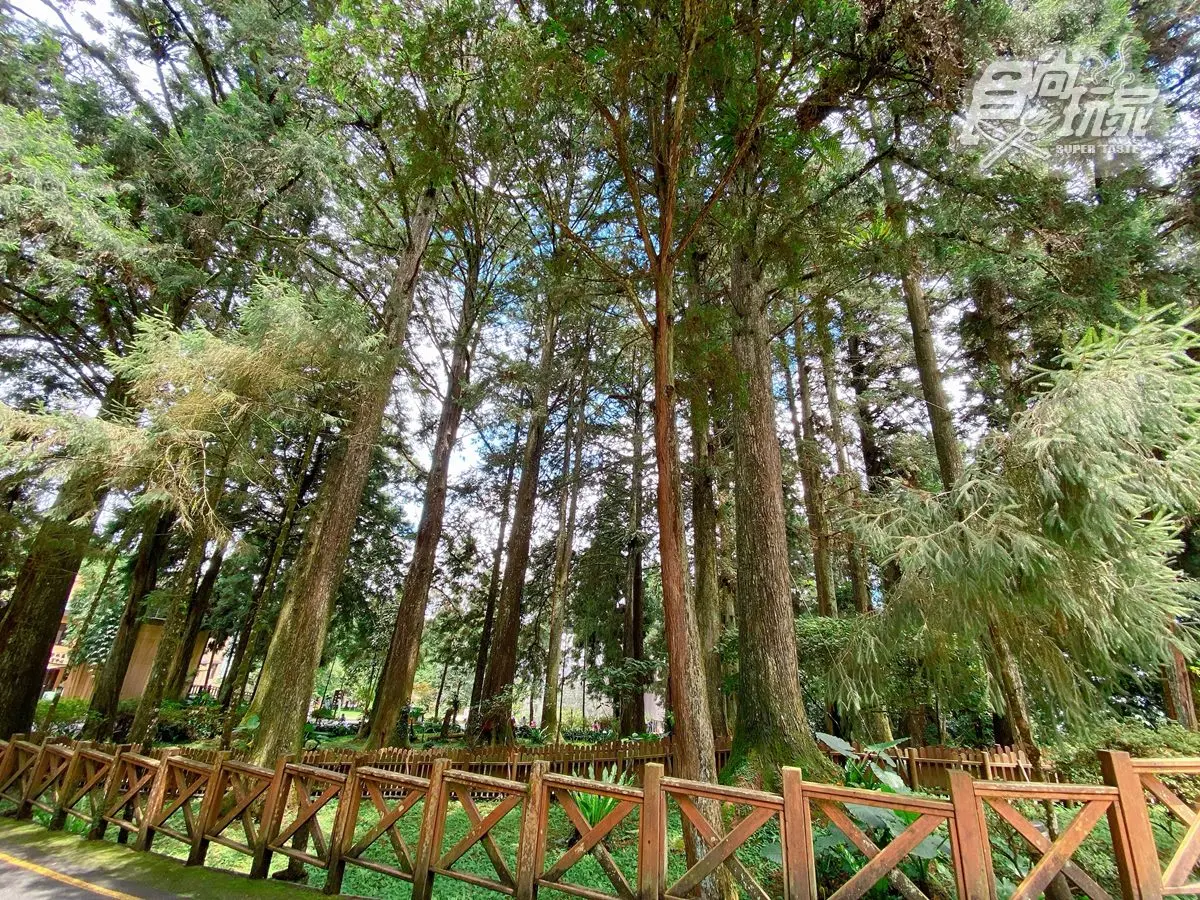 全台最美森林唯一飯店!打卡必拍無敵山景、松鼠一起野餐,每人每晚最低900元 全台最美森林唯一飯店!打卡必拍無敵山景、松鼠一起野餐,每人每晚最低900元