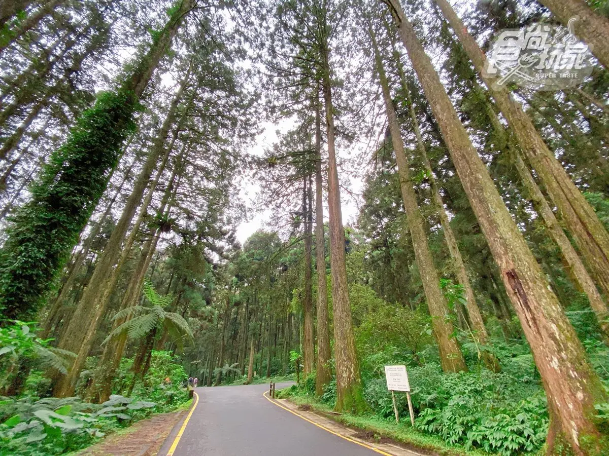 全台最美森林唯一飯店!打卡必拍無敵山景、松鼠一起野餐,每人每晚最低900元 全台最美森林唯一飯店!打卡必拍無敵山景、松鼠一起野餐,每人每晚最低900元