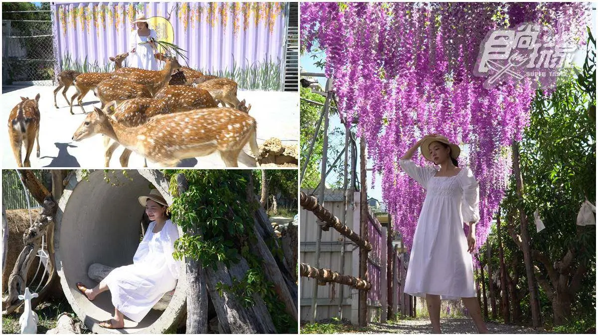 水水打卡囉!夢幻「梅花鹿園區」近距離餵食超萌小鹿,還能美拍紫藤花、芒果樹步道