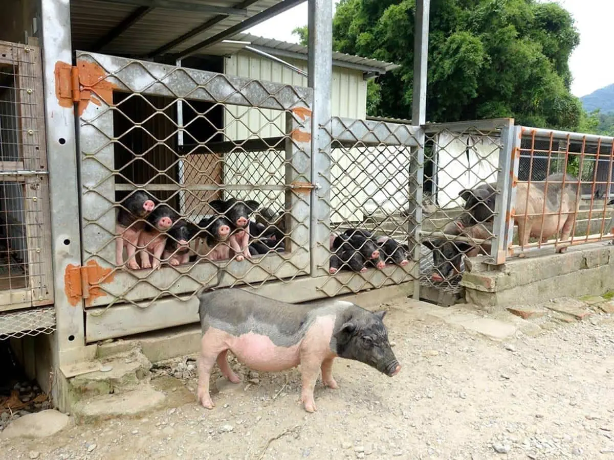 親子出遊首選!桃園生態農場餵食超萌「水豚君」,還有小孩最愛釣蝦區 親子出遊首選!桃園生態農場餵食超萌「水豚君」,還有小孩最愛釣蝦區