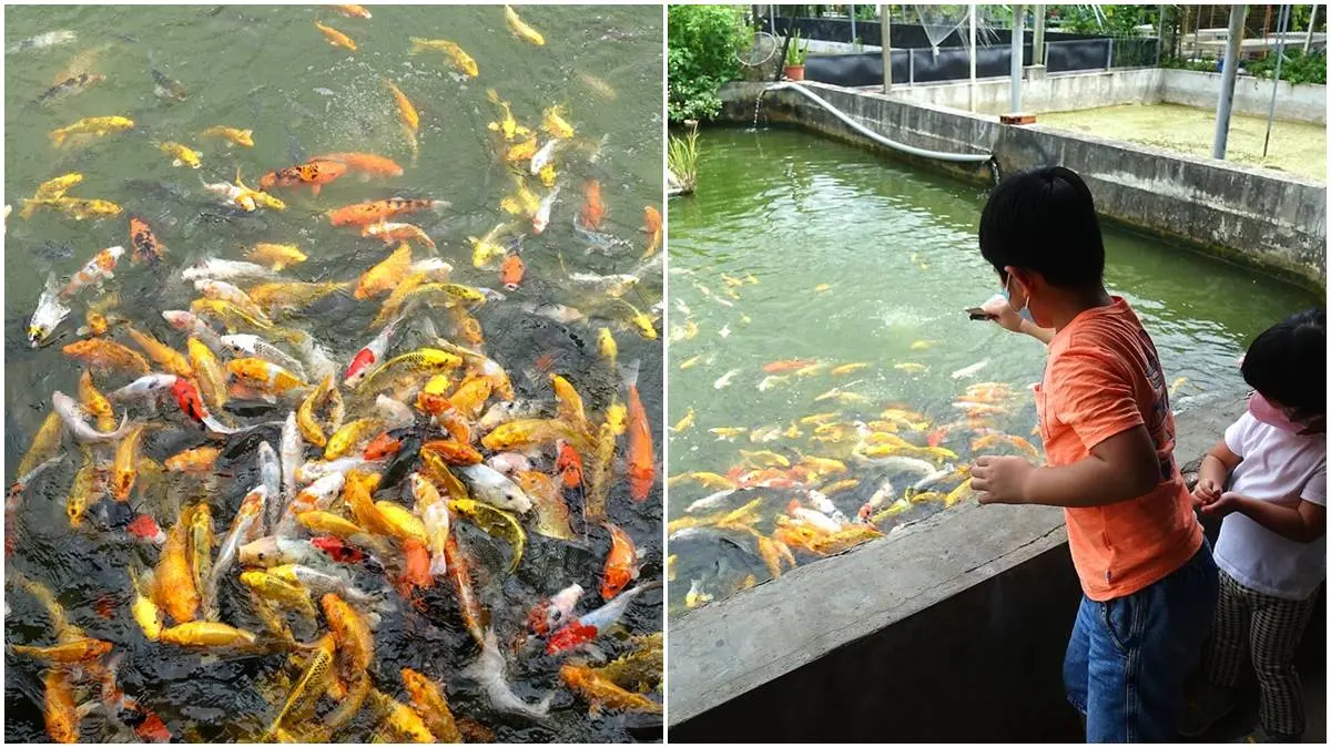 親子出遊首選!桃園生態農場餵食超萌「水豚君」,還有小孩最愛釣蝦區 親子出遊首選!桃園生態農場餵食超萌「水豚君」,還有小孩最愛釣蝦區