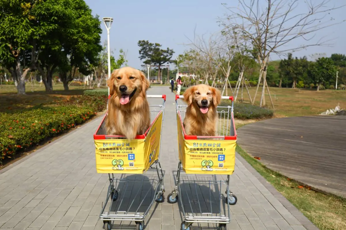 帶毛孩出遊首選!台南「水道博物館」有寵物專屬公園,還能打卡百年水管古蹟 帶毛孩出遊首選!台南「水道博物館」有寵物專屬公園,還能打卡百年水管古蹟