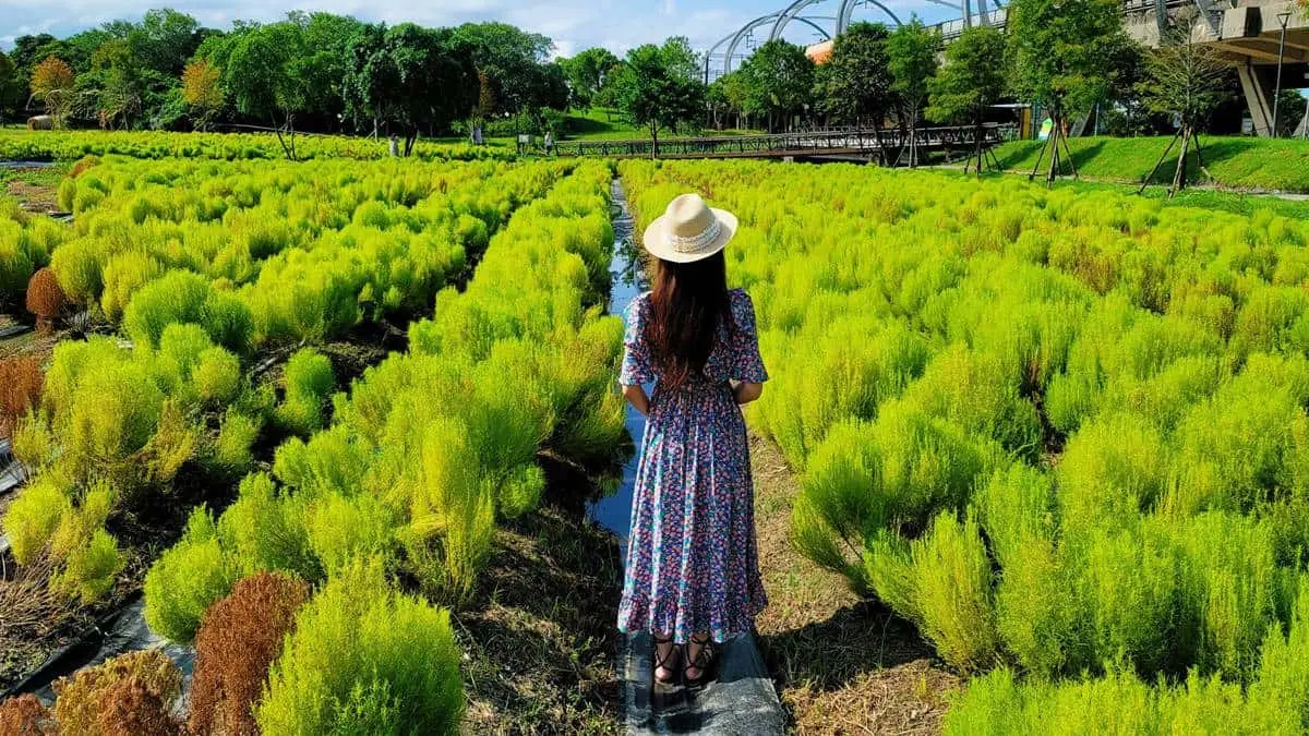 「Q版抹茶海」好療癒啊！3000株波波草現身宜蘭，加碼再拍「稻草捲心酥」
