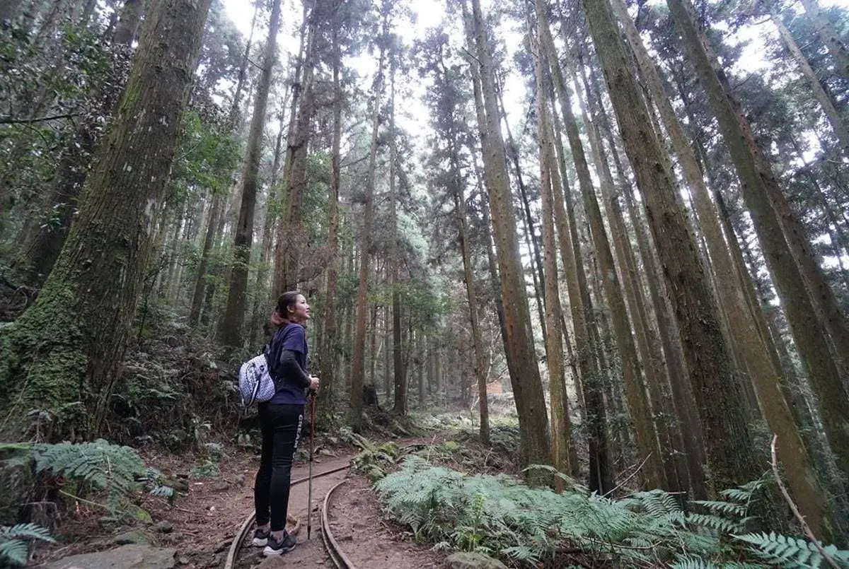專車接駁超輕鬆!苗栗祕境登山步道賞「雪山聖稜線」,還能美拍森林鐵道 專車接駁超輕鬆!苗栗祕境登山步道賞「雪山聖稜線」,還能美拍森林鐵道
