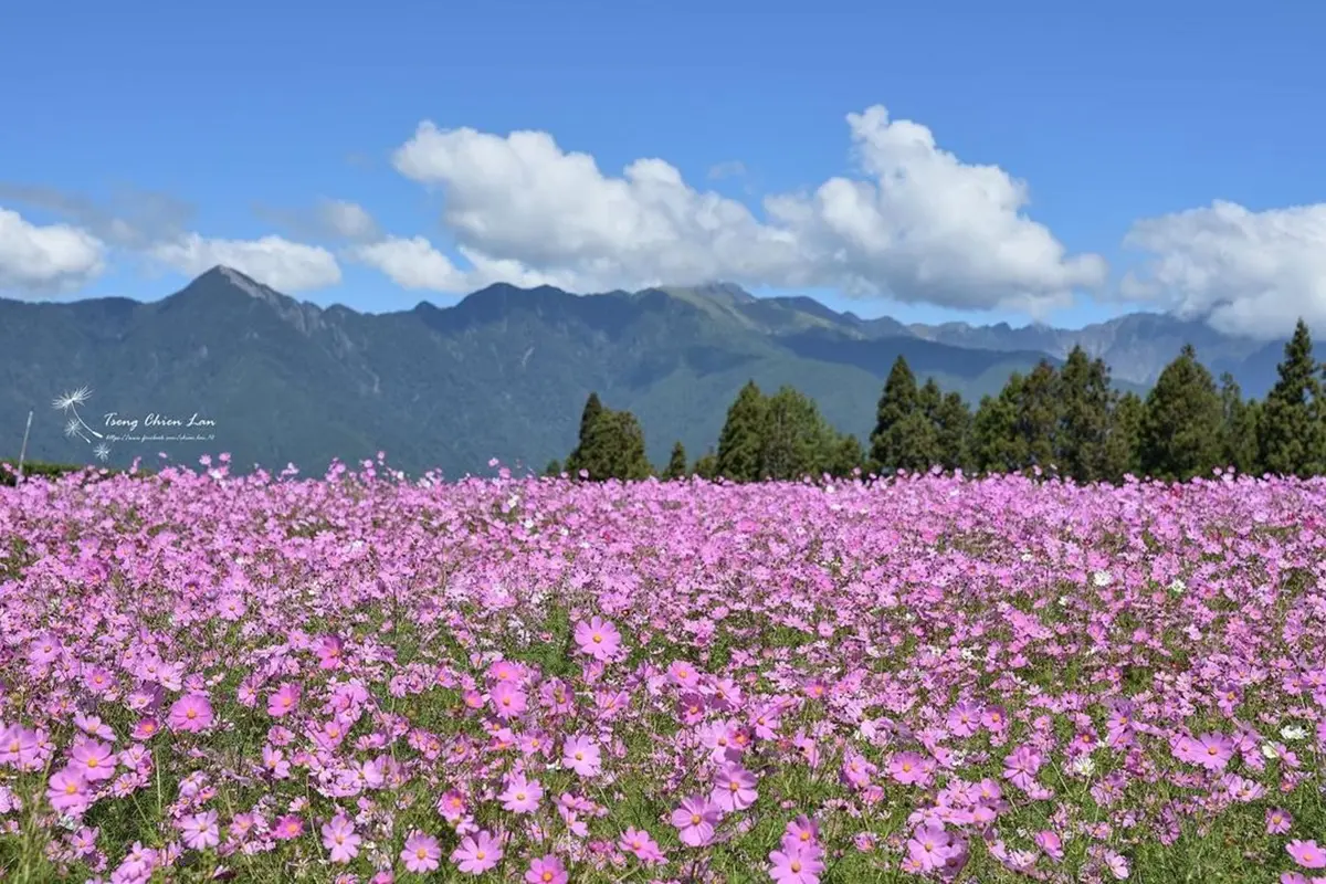 錯過再等１年！福壽山秋季限定「波絲菊花海」，粉紫仙境＋無敵山景超好拍