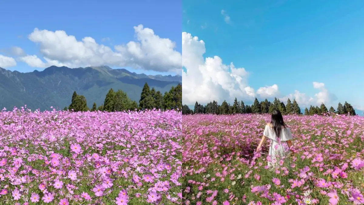 錯過再等１年！福壽山秋季限定「波絲菊花海」，粉紫仙境＋無敵山景超好拍