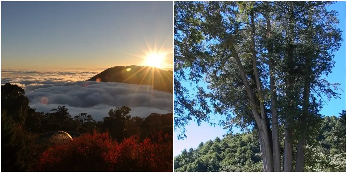 全台6大賞楓、落羽松夯點!爽玩台版哈比屋、小豬農場,再加碼買千送千好康 全台6大賞楓、落羽松夯點!爽玩台版哈比屋、小豬農場,再加碼買千送千好康