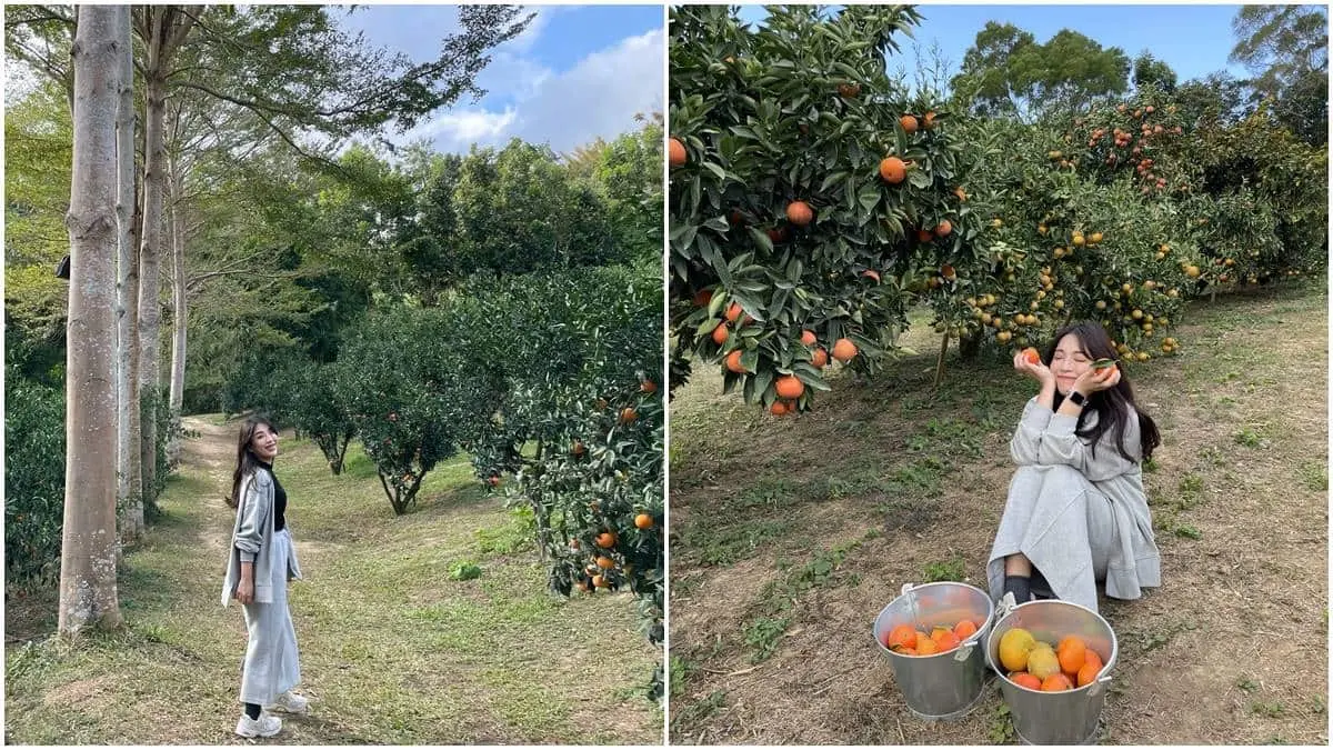 100元橘子吃到飽！新竹「採橘祕境」IG暴紅，打卡歐洲莊園級美景